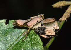 Oxyopes flavipalpis