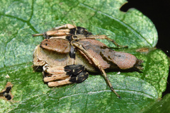 Oxyopes flavipalpis