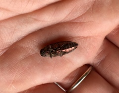 Buprestis striata