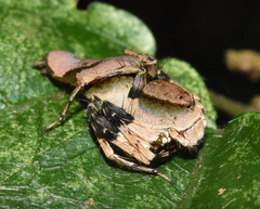 Oxyopes flavipalpis