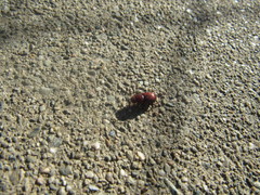 Dellacasiellus pseudofucosus