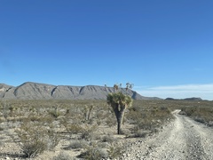 Yucca rostrata