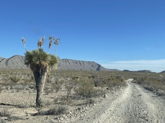 Yucca rostrata