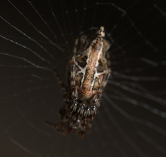 Cyclosa confusa