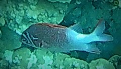 Sargocentron caudimaculatum