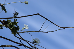 Ipomoea pauciflora