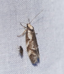 Palimmeces variegata