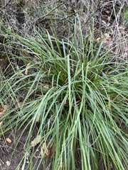 Carex triquetra