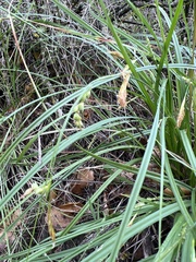 Carex triquetra
