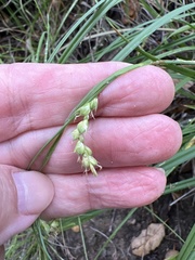 Carex triquetra