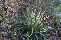 Agave colimana