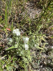 Cryptantha intermedia johnstonii