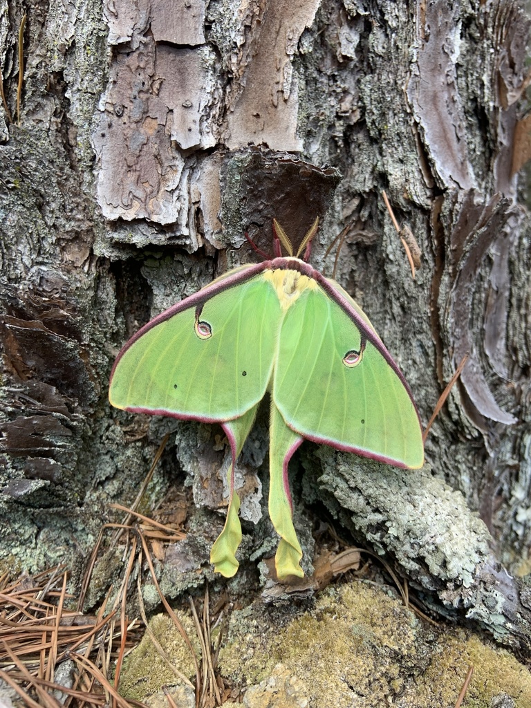 North American Luna Moth in March 2022 by drewkanes · iNaturalist