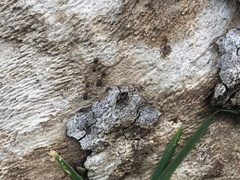 Liometopum occidentale