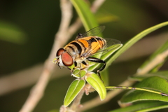 Palpada