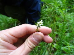 Arabis sagittata