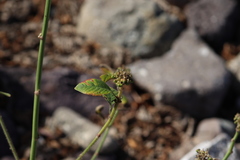 Euphorbia heterophylla