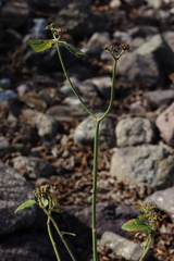 Euphorbia heterophylla