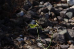 Euphorbia heterophylla