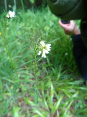 Arabis sagittata