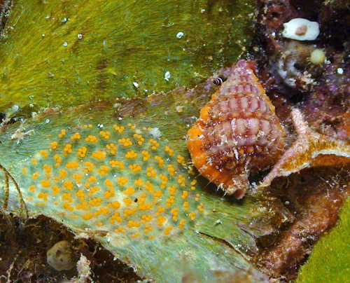 Gyrineum roseum observed 2011-10-30