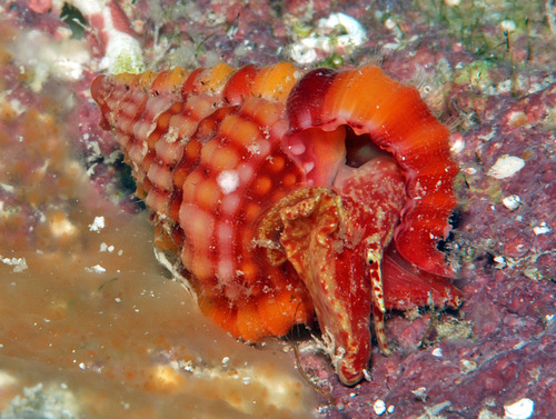 Gyrineum roseum observed 2011-09-06