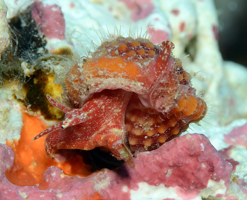 Gyrineum roseum observed 2012-04-30