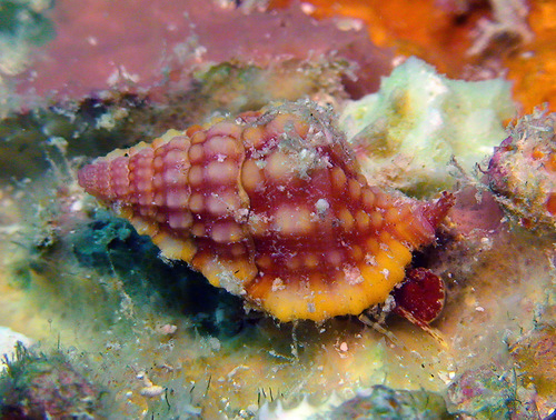 Gyrineum roseum observed 2010-07-05