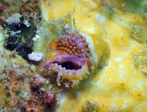 Gyrineum roseum observed 2012-04-29