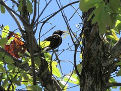Sturnus vulgaris
