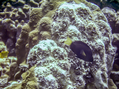 Hypoplectrus chlorurus