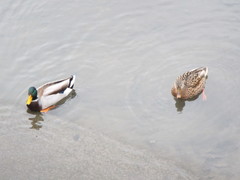 Anas platyrhynchos