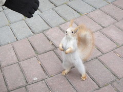 Sciurus vulgaris