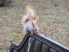 Sciurus vulgaris