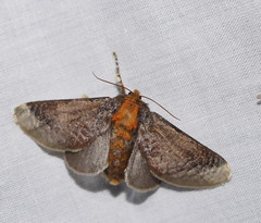 Doratifera oxleyi