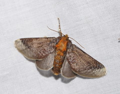 Doratifera oxleyi