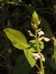 Desmodium intortum