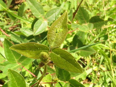 Desmodium intortum