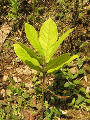 Ocotea macrophylla