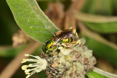 Augochlorini