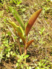 Heliconia griggsiana