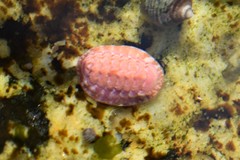 Boreochiton ruber