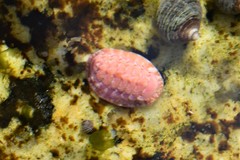 Boreochiton ruber