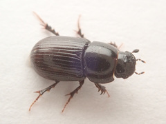 Phaeaphodius rectus