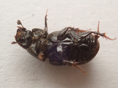 Phaeaphodius rectus