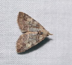 Alapadna pauropis