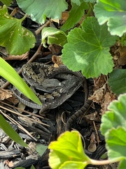 Elgaria multicarinata webbii