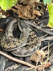 Elgaria multicarinata webbii