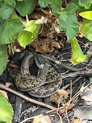 Elgaria multicarinata webbii