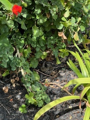 Elgaria multicarinata webbii